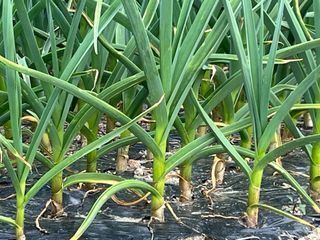 최성진님의 마늘 · 영농일지 작성글 사진