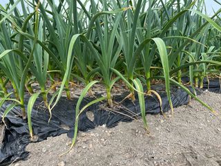 최성진님의 마늘 · 영농일지 작성글 사진