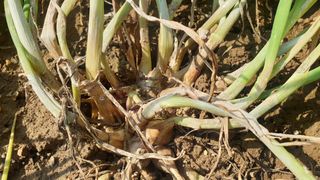 농부아내님의 파 · 영농일지 작성글 사진