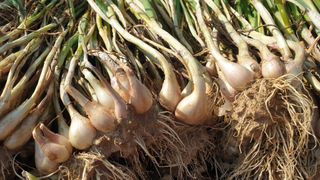 농부아내님의 파 · 영농일지 작성글 사진