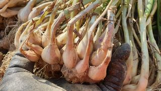 농부아내님의 파 · 영농일지 작성글 사진