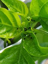 팜모닝 농사, 무엇이든 물어보세요!·참여글 게시글 이미지