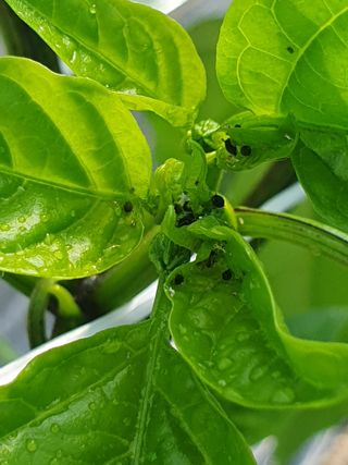 박형규님의 농사, 무엇이든 물어보세요! · 참여글 작성글 사진
