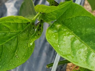 박형규님의 농사, 무엇이든 물어보세요! · 참여글 작성글 사진