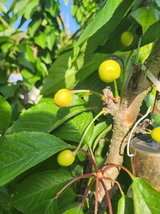 알 수 없음님의 농사, 무엇이든 물어보세요! · 참여글 작성글 사진