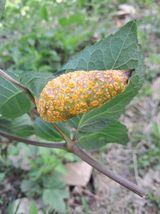 팜모닝 농사, 무엇이든 물어보세요!·참여글 게시글 이미지