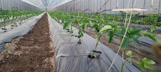 최영희님의 토마토 · 영농일지 작성글 사진