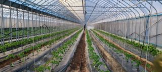 최영희님의 토마토 · 영농일지 작성글 사진