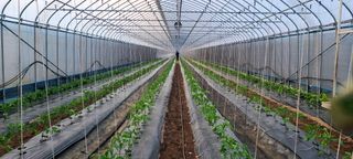 최영희님의 토마토 · 영농일지 작성글 사진