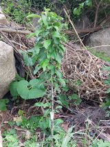 팜모닝 사과·영농일지 게시글 이미지