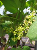 팜모닝 포도·영농일지 게시글 이미지