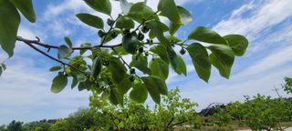 해균님의 감 · 영농일지 작성글 사진