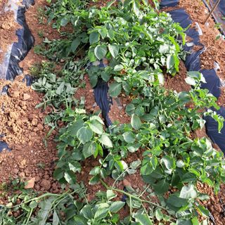 bpjh9173님의 팜이웃과 출근/퇴근 같이해요! · 참여글 작성글 사진