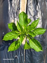 팜모닝 고추·영농일지 게시글 이미지