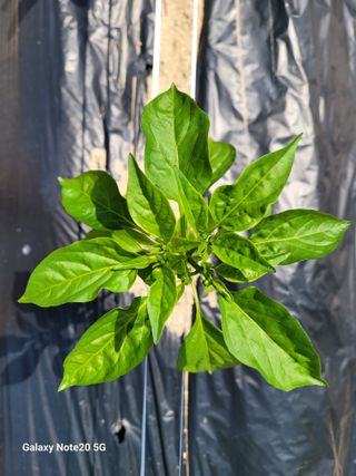 이윤미님의 고추 · 영농일지 작성글 사진