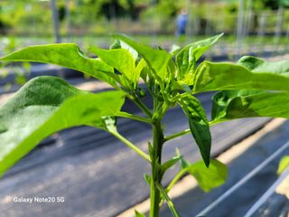 이윤미님의 고추 · 영농일지 작성글 사진