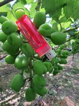 팜모닝 포도·자유게시판 게시글 이미지