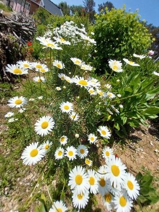 경희아짐님의 자유주제 · 자유게시판 작성글 사진