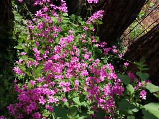 경희아짐님의 자유주제 · 자유게시판 작성글 사진