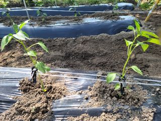 다소농원님의 자유주제 · 자유게시판 작성글 사진