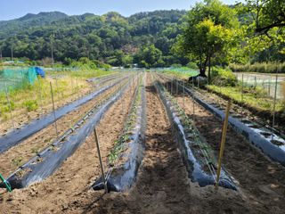 다소농원님의 자유주제 · 자유게시판 작성글 사진