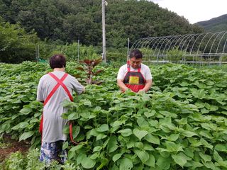 아름다운맘님의 팜모닝 · 출석 작성글 사진