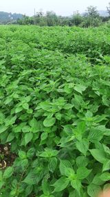 팜모닝 팜모닝·출석 게시글 이미지