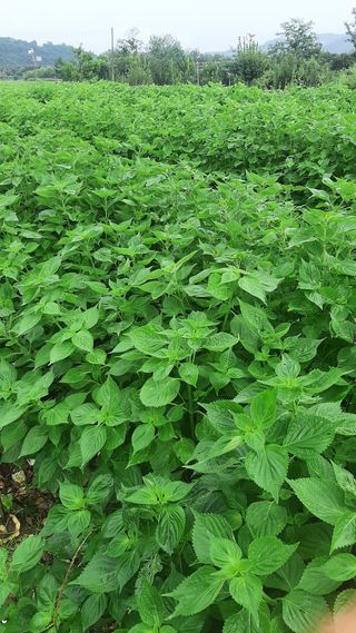 이상우님의 팜모닝 · 출석 작성글 사진