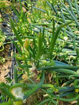 팜모닝 파·영농일지 게시글 이미지