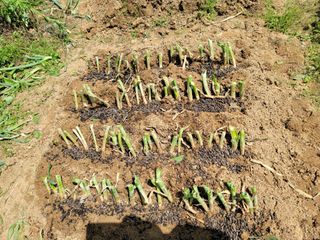 정지윤/눈개승마님의 파 · 영농일지 작성글 사진