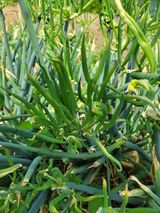 팜모닝 자유주제·자유게시판 게시글 이미지