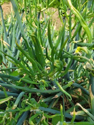 정지윤/눈개승마님의 자유주제 · 자유게시판 작성글 사진