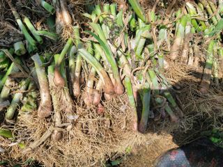 정지윤/눈개승마님의 자유주제 · 자유게시판 작성글 사진