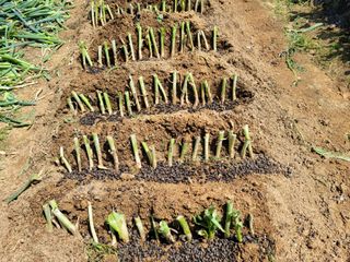 정지윤/눈개승마님의 자유주제 · 자유게시판 작성글 사진