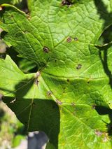 팜모닝 포도·병해충상담 게시글 이미지