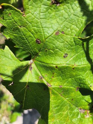 황공이오님의 포도 · 병해충상담 작성글 사진
