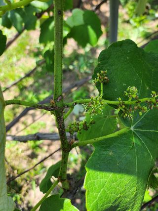황공이오님의 포도 · 병해충상담 작성글 사진