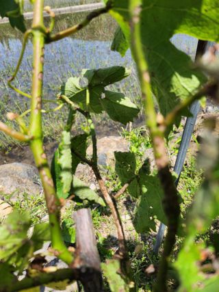 황공이오님의 포도 · 병해충상담 작성글 사진