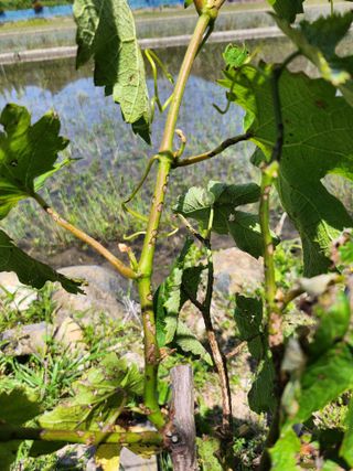 황공이오님의 포도 · 병해충상담 작성글 사진