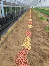 팜모닝 감자·영농일지 게시글 이미지