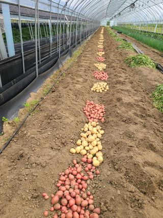 머위농장님의 감자 · 영농일지 작성글 사진