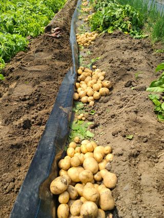 머위농장님의 감자 · 영농일지 작성글 사진