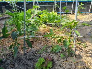 연산나무농장님의 자유주제 · 자유게시판 작성글 사진