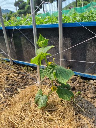 연산나무농장님의 자유주제 · 자유게시판 작성글 사진