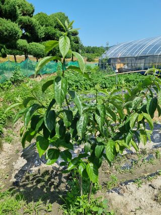연산나무농장님의 자유주제 · 자유게시판 작성글 사진