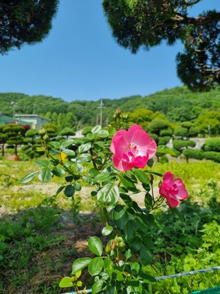 연산나무농장님의 자유주제 · 자유게시판 작성글 사진