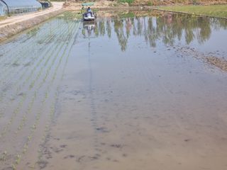 이지용님의 벼 · 영농일지 작성글 사진