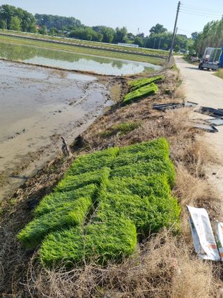 이지용님의 벼 · 영농일지 작성글 사진