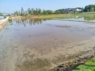 이지용님의 벼 · 영농일지 작성글 사진