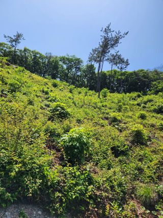 표고버섯2493님의 두릅 · 영농일지 작성글 사진